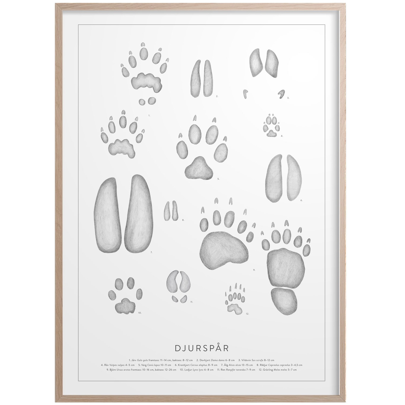 Animal Tracks Plakat 50x70 cm